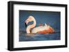 Greater Flamingo (Phoenicopterus Roseus) Bathing, Pont Du Gau, Camargue, France, May 2009-Allofs-Framed Photographic Print