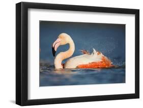 Greater Flamingo (Phoenicopterus Roseus) Bathing, Pont Du Gau, Camargue, France, May 2009-Allofs-Framed Photographic Print