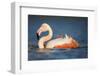 Greater Flamingo (Phoenicopterus Roseus) Bathing, Pont Du Gau, Camargue, France, May 2009-Allofs-Framed Photographic Print