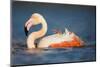 Greater Flamingo (Phoenicopterus Roseus) Bathing, Pont Du Gau, Camargue, France, May 2009-Allofs-Mounted Photographic Print