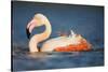 Greater Flamingo (Phoenicopterus Roseus) Bathing, Pont Du Gau, Camargue, France, May 2009-Allofs-Stretched Canvas