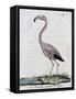 Greater Flamingo (Phoenicopterus Roseus), by Juan Bautista Bru De Ramon, 1784-null-Framed Stretched Canvas