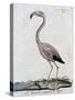 Greater Flamingo (Phoenicopterus Roseus), by Juan Bautista Bru De Ramon, 1784-null-Stretched Canvas