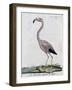 Greater Flamingo (Phoenicopterus Roseus), by Juan Bautista Bru De Ramon, 1784-null-Framed Giclee Print