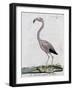 Greater Flamingo (Phoenicopterus Roseus), by Juan Bautista Bru De Ramon, 1784-null-Framed Giclee Print