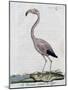 Greater Flamingo (Phoenicopterus Roseus), by Juan Bautista Bru De Ramon, 1784-null-Mounted Giclee Print