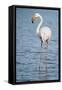 Greater Flamingo (Phoenicopterus Roseus), Camargue, Provence-Alpes-Cote D'Azur, France, Europe-Sergio Pitamitz-Framed Stretched Canvas