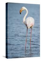 Greater Flamingo (Phoenicopterus Roseus), Camargue, Provence-Alpes-Cote D'Azur, France, Europe-Sergio Pitamitz-Stretched Canvas