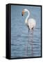 Greater Flamingo (Phoenicopterus Roseus), Camargue, Provence-Alpes-Cote D'Azur, France, Europe-Sergio Pitamitz-Framed Stretched Canvas