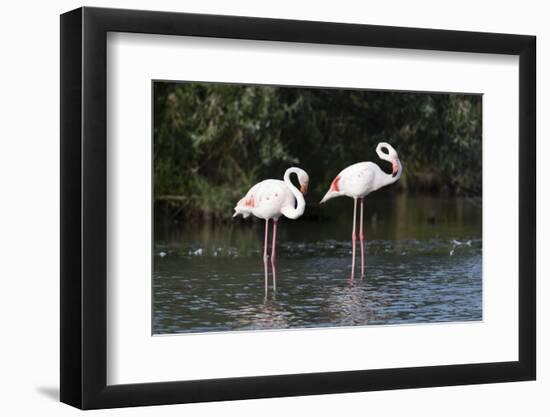 Greater Flamingo (Phoenicopterus Roseus), Camargue, Provence-Alpes-Cote D'Azur, France, Europe-Sergio Pitamitz-Framed Photographic Print