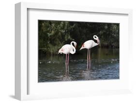 Greater Flamingo (Phoenicopterus Roseus), Camargue, Provence-Alpes-Cote D'Azur, France, Europe-Sergio Pitamitz-Framed Photographic Print