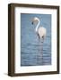 Greater Flamingo (Phoenicopterus Roseus), Camargue, Provence-Alpes-Cote D'Azur, France, Europe-Sergio Pitamitz-Framed Photographic Print