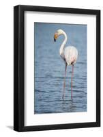 Greater Flamingo (Phoenicopterus Roseus), Camargue, Provence-Alpes-Cote D'Azur, France, Europe-Sergio Pitamitz-Framed Photographic Print