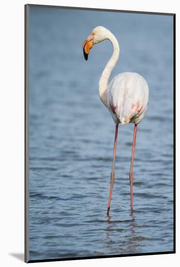Greater Flamingo (Phoenicopterus Roseus), Camargue, Provence-Alpes-Cote D'Azur, France, Europe-Sergio Pitamitz-Mounted Photographic Print
