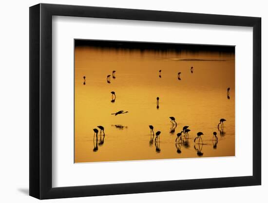 Greater Flamingo (Phoenicopterus roseus) flock, feeding in shallow water, Lake Magadi-Ben Sadd-Framed Photographic Print