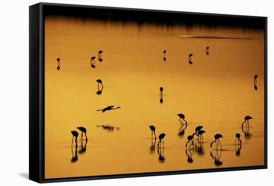 Greater Flamingo (Phoenicopterus roseus) flock, feeding in shallow water, Lake Magadi-Ben Sadd-Framed Stretched Canvas