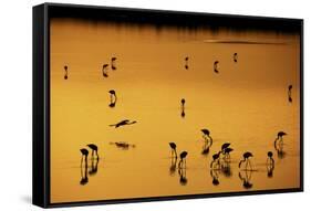 Greater Flamingo (Phoenicopterus roseus) flock, feeding in shallow water, Lake Magadi-Ben Sadd-Framed Stretched Canvas