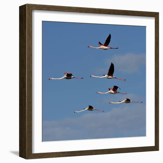 Greater flamingo (Phoenicopterus roseus) flock in flight,  Pont de Gau, Camargue, France, May-Loic Poidevin-Framed Photographic Print