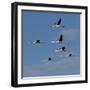 Greater flamingo (Phoenicopterus roseus) flock in flight,  Pont de Gau, Camargue, France, May-Loic Poidevin-Framed Photographic Print