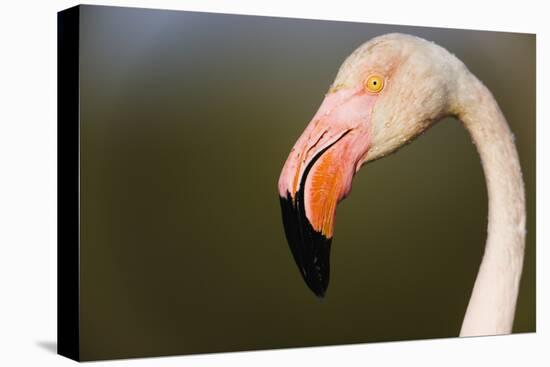 Greater Flamingo (Phoenicopterus Roseus) Head Profile, Pont Du Gau, Camargue, France, April 2009-Allofs-Stretched Canvas