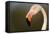 Greater Flamingo (Phoenicopterus Roseus) Head Profile, Pont Du Gau, Camargue, France, April 2009-Allofs-Framed Stretched Canvas