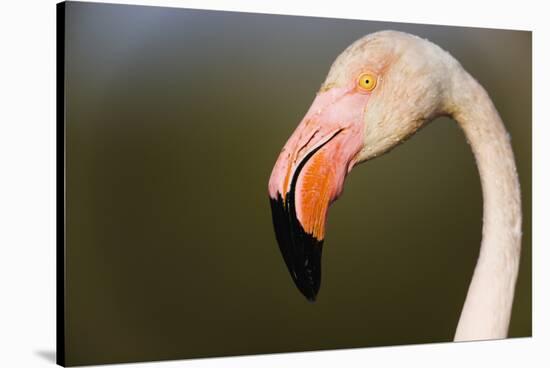 Greater Flamingo (Phoenicopterus Roseus) Head Profile, Pont Du Gau, Camargue, France, April 2009-Allofs-Stretched Canvas