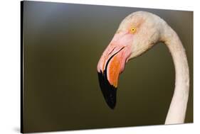 Greater Flamingo (Phoenicopterus Roseus) Head Profile, Pont Du Gau, Camargue, France, April 2009-Allofs-Stretched Canvas