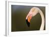 Greater Flamingo (Phoenicopterus Roseus) Head Profile, Pont Du Gau, Camargue, France, April 2009-Allofs-Framed Photographic Print