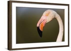 Greater Flamingo (Phoenicopterus Roseus) Head Profile, Pont Du Gau, Camargue, France, April 2009-Allofs-Framed Photographic Print