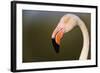 Greater Flamingo (Phoenicopterus Roseus) Head Profile, Pont Du Gau, Camargue, France, April 2009-Allofs-Framed Photographic Print