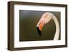 Greater Flamingo (Phoenicopterus Roseus) Head Profile, Pont Du Gau, Camargue, France, April 2009-Allofs-Framed Photographic Print