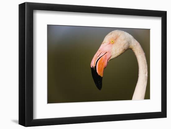 Greater Flamingo (Phoenicopterus Roseus) Head Profile, Pont Du Gau, Camargue, France, April 2009-Allofs-Framed Photographic Print