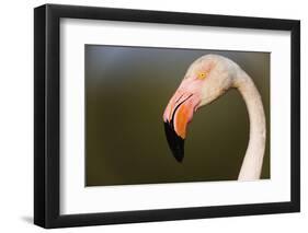 Greater Flamingo (Phoenicopterus Roseus) Head Profile, Pont Du Gau, Camargue, France, April 2009-Allofs-Framed Photographic Print