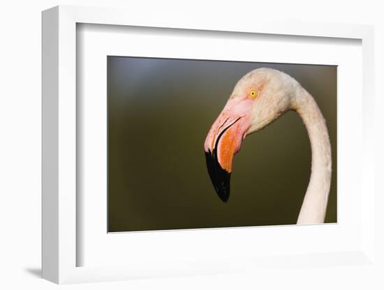 Greater Flamingo (Phoenicopterus Roseus) Head Profile, Pont Du Gau, Camargue, France, April 2009-Allofs-Framed Photographic Print