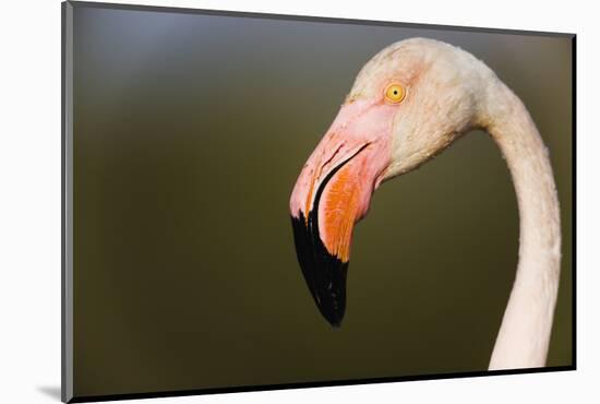 Greater Flamingo (Phoenicopterus Roseus) Head Profile, Pont Du Gau, Camargue, France, April 2009-Allofs-Mounted Photographic Print