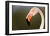 Greater Flamingo (Phoenicopterus Roseus) Head Profile, Pont Du Gau, Camargue, France, April 2009-Allofs-Framed Photographic Print