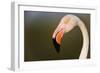 Greater Flamingo (Phoenicopterus Roseus) Head Profile, Pont Du Gau, Camargue, France, April 2009-Allofs-Framed Photographic Print