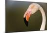 Greater Flamingo (Phoenicopterus Roseus) Head Profile, Pont Du Gau, Camargue, France, April 2009-Allofs-Mounted Photographic Print