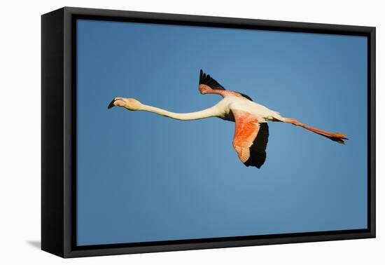 Greater Flamingo (Phoenicopterus Roseus) in Flight, Camargue, France, April 2009-Allofs-Framed Stretched Canvas