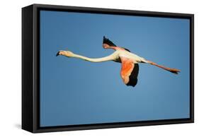 Greater Flamingo (Phoenicopterus Roseus) in Flight, Camargue, France, April 2009-Allofs-Framed Stretched Canvas