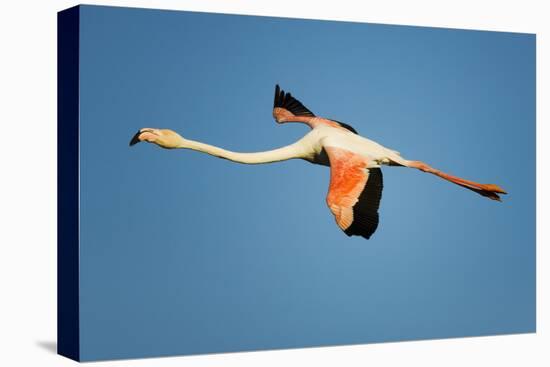 Greater Flamingo (Phoenicopterus Roseus) in Flight, Camargue, France, April 2009-Allofs-Stretched Canvas