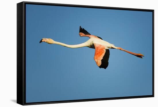 Greater Flamingo (Phoenicopterus Roseus) in Flight, Camargue, France, April 2009-Allofs-Framed Stretched Canvas