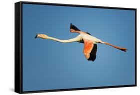 Greater Flamingo (Phoenicopterus Roseus) in Flight, Camargue, France, April 2009-Allofs-Framed Stretched Canvas