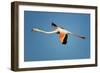 Greater Flamingo (Phoenicopterus Roseus) in Flight, Camargue, France, April 2009-Allofs-Framed Photographic Print