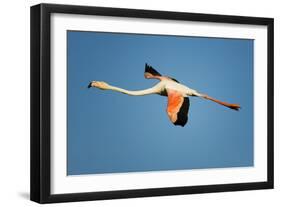 Greater Flamingo (Phoenicopterus Roseus) in Flight, Camargue, France, April 2009-Allofs-Framed Photographic Print