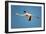 Greater Flamingo (Phoenicopterus Roseus) in Flight, Camargue, France, April 2009-Allofs-Framed Photographic Print