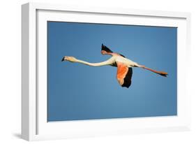 Greater Flamingo (Phoenicopterus Roseus) in Flight, Camargue, France, April 2009-Allofs-Framed Photographic Print