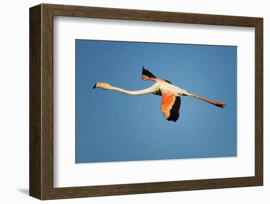 Greater Flamingo (Phoenicopterus Roseus) in Flight, Camargue, France, April 2009-Allofs-Framed Photographic Print