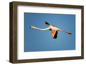 Greater Flamingo (Phoenicopterus Roseus) in Flight, Camargue, France, April 2009-Allofs-Framed Photographic Print