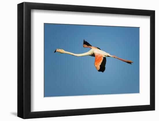 Greater Flamingo (Phoenicopterus Roseus) in Flight, Camargue, France, April 2009-Allofs-Framed Photographic Print